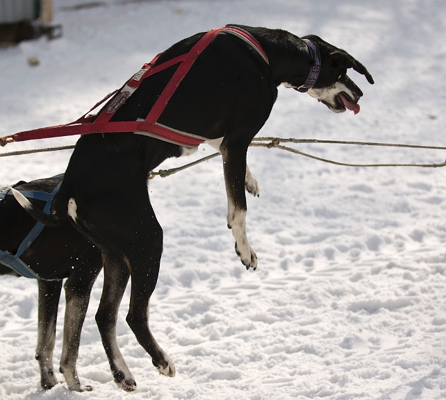 2009-03-14, Competition de traineaux a chiens au Bec-scie (144149).jpg - Dans l'attente du départ